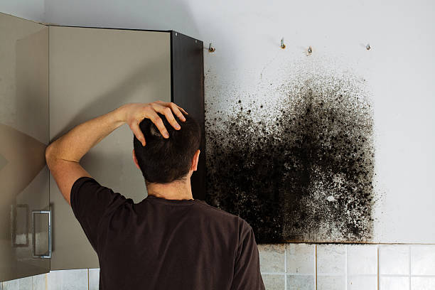 Professional Mold Removal in Rutherfordton, NC